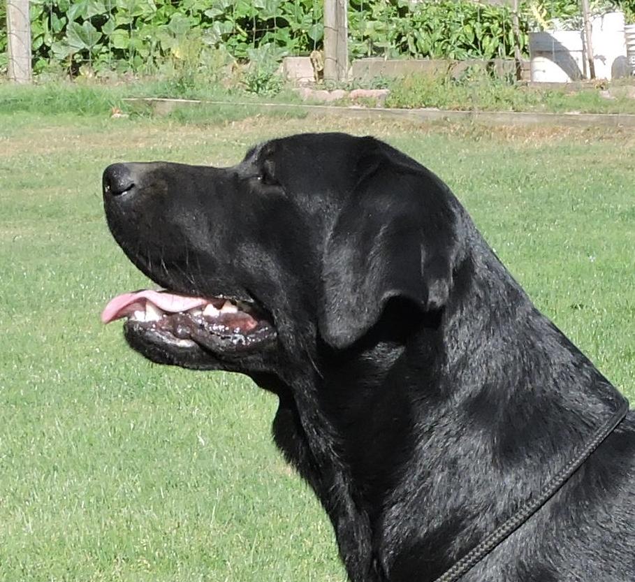 Salona Hill Labradors